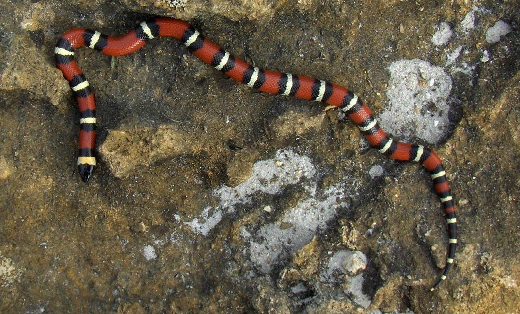 annulata