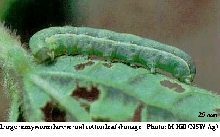 armyworm