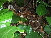 bothrops asper