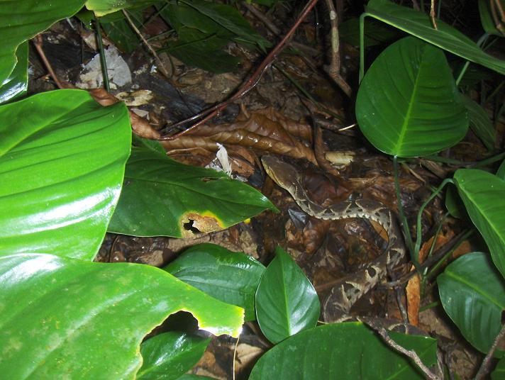 bothrops asper