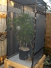 aluminum cage