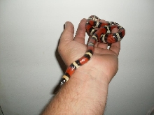 annulata