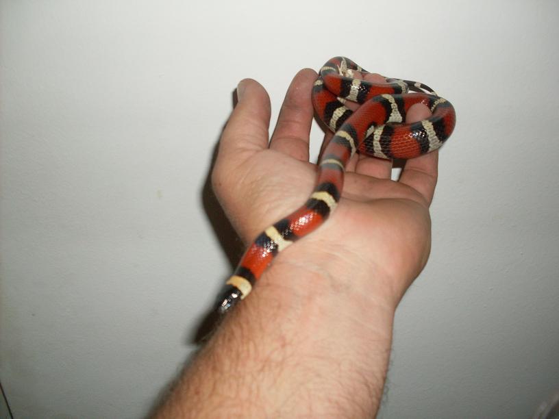annulata