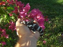 california kingsnake