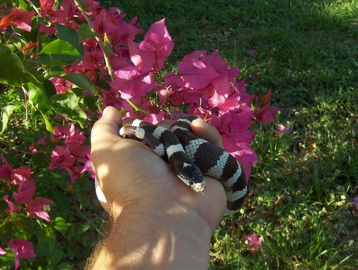 california kingsnake