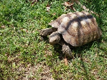 sulcata