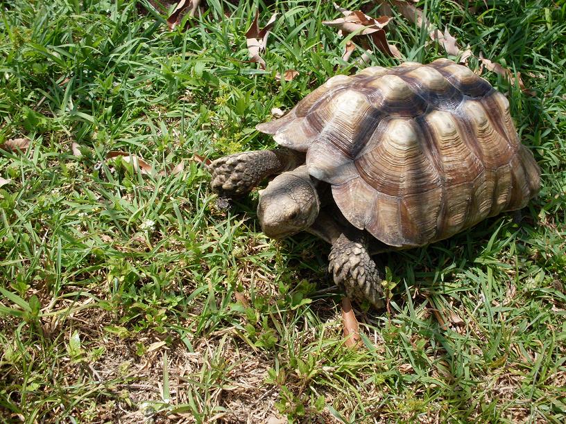sulcata