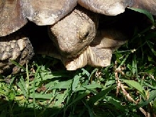 sulcata