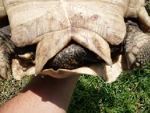 sulcata
