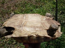 sulcata