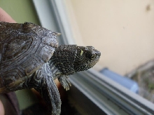 map turtle