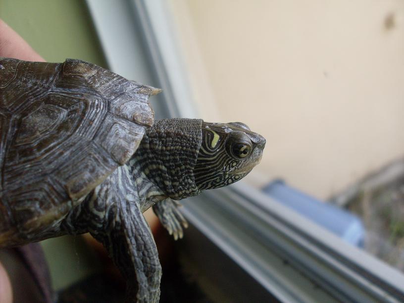 map turtle