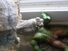 map turtle