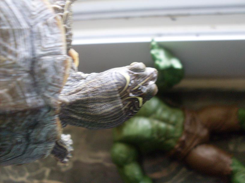 map turtle