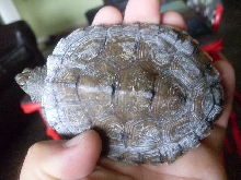 map turtle
