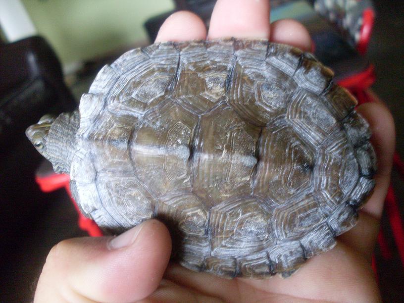 map turtle