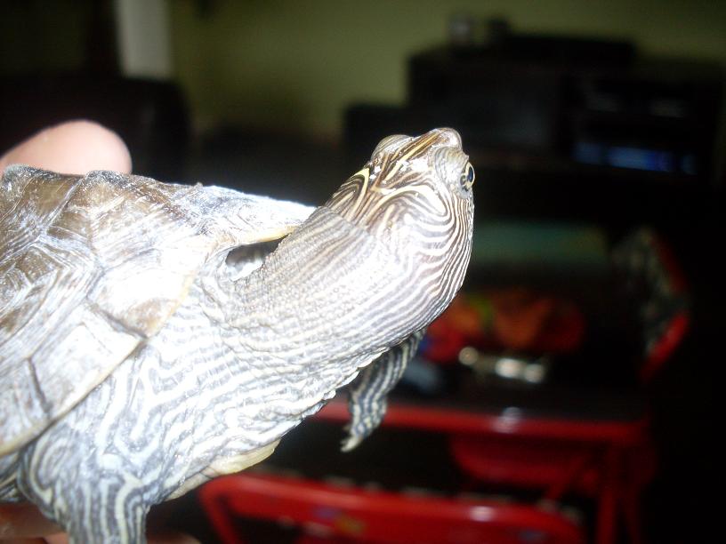 map turtle