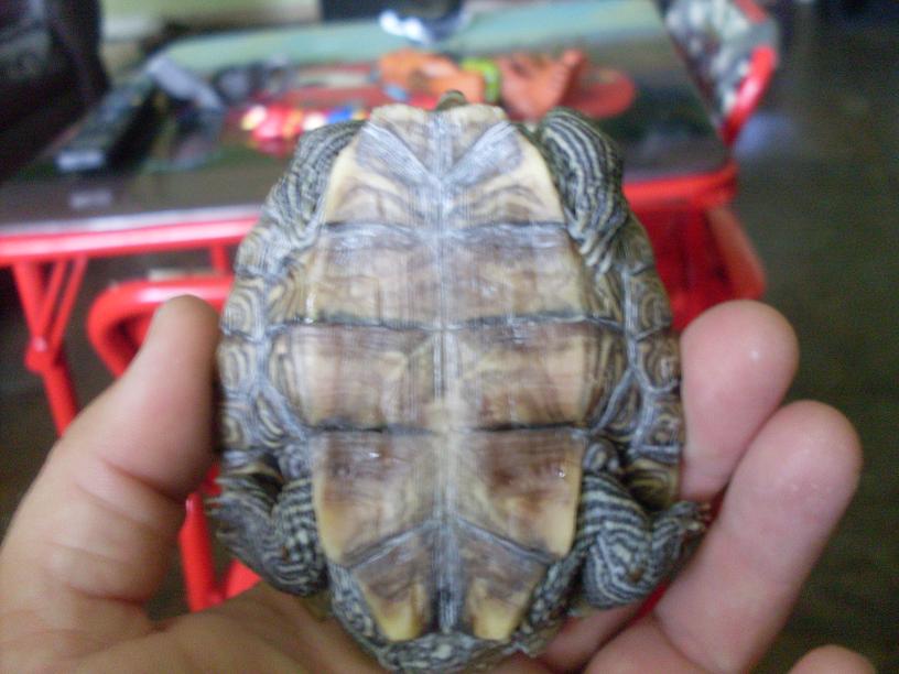 map turtle