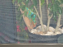 furcifer pardalis(ambilobe) mating