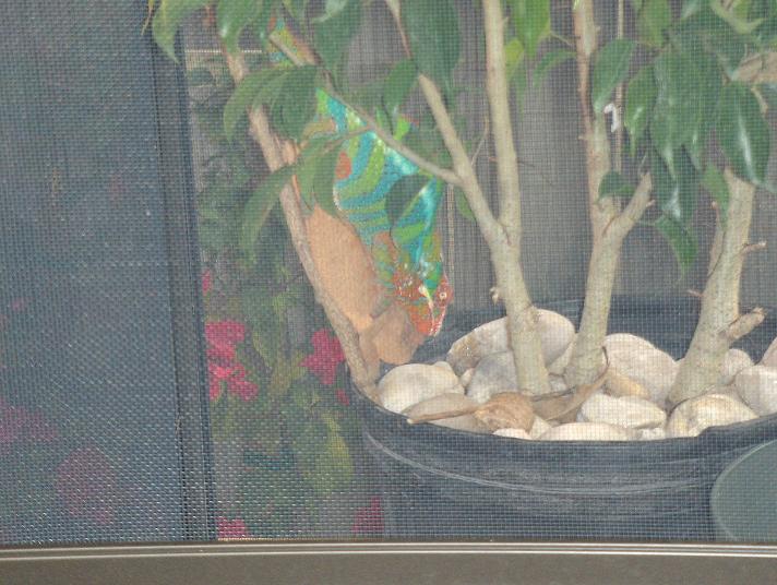 furcifer pardalis(ambilobe) mating