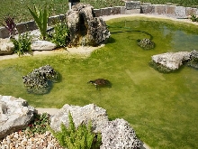Cruisin the pond