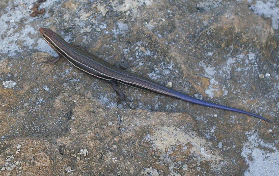 skink