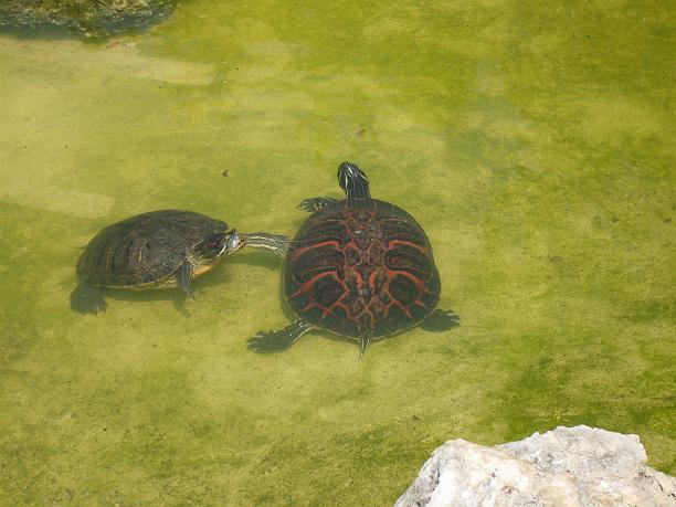 Red-eared and Redbelly