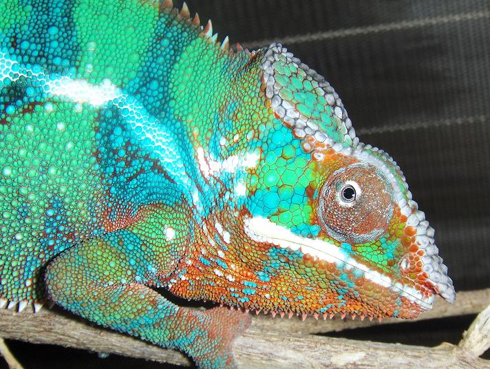 f. pardalis (ambilobe panther chameleon)"smiper"