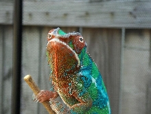 f. pardalis (ambilobe panther chameleon)