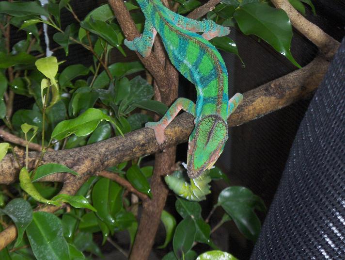 sniper eats a hornworm