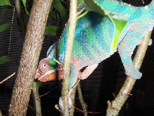 ambilobe panther chameleon 