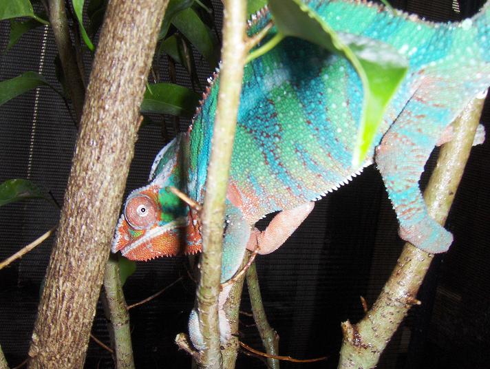 ambilobe panther chameleon 