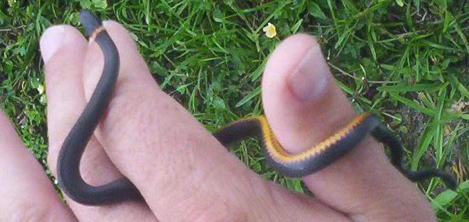 southern ringneck