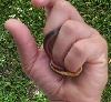 southern ringneck
