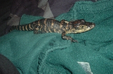Sobek