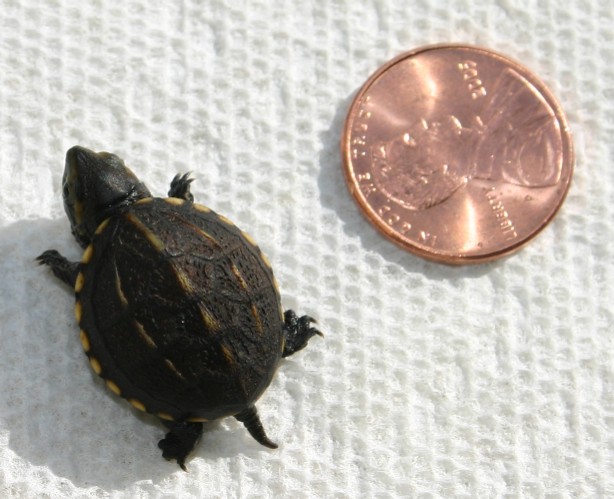 Mystery Turtle?