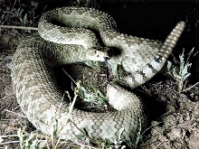 4 foot Mojave