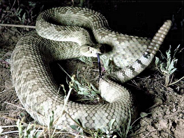 4 foot Mojave