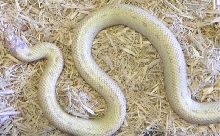 Banana 1