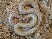 Banana 2