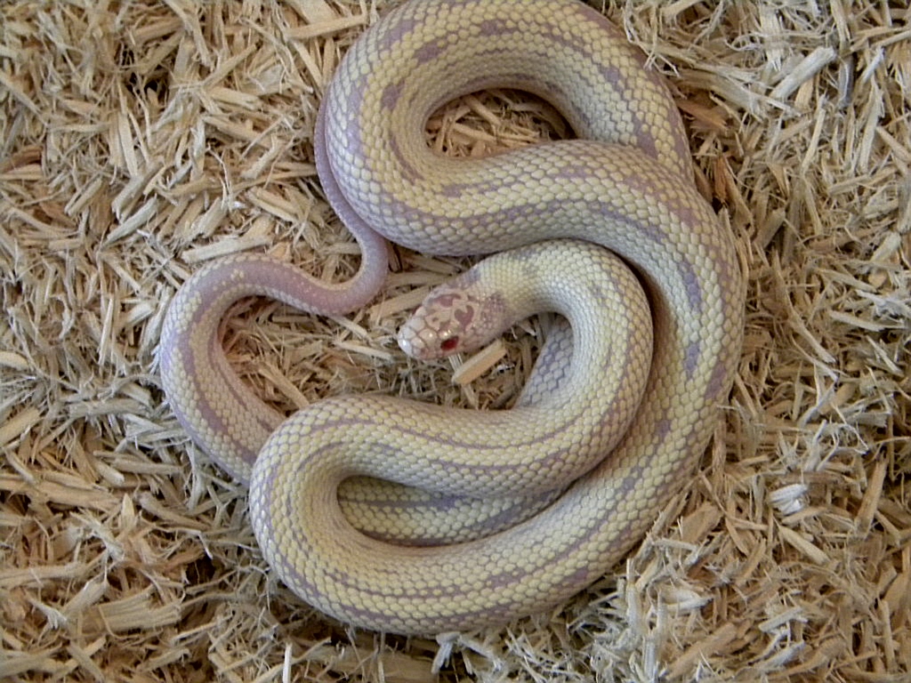 Banana 2