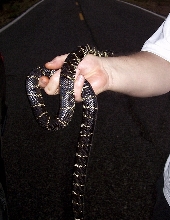 Splidie 1