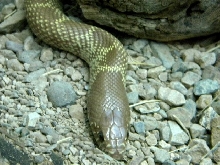 Hypo sp 1