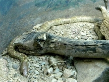 Hypo sp 3