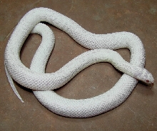Dons White