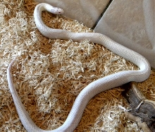 High White 1