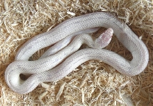 High White 2