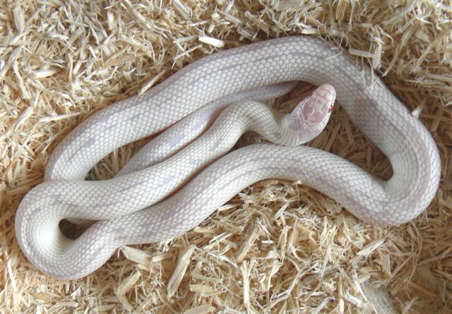 High White 2