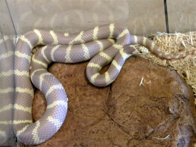 Hypo 1 2