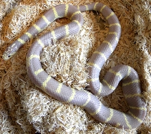 Hypo 2